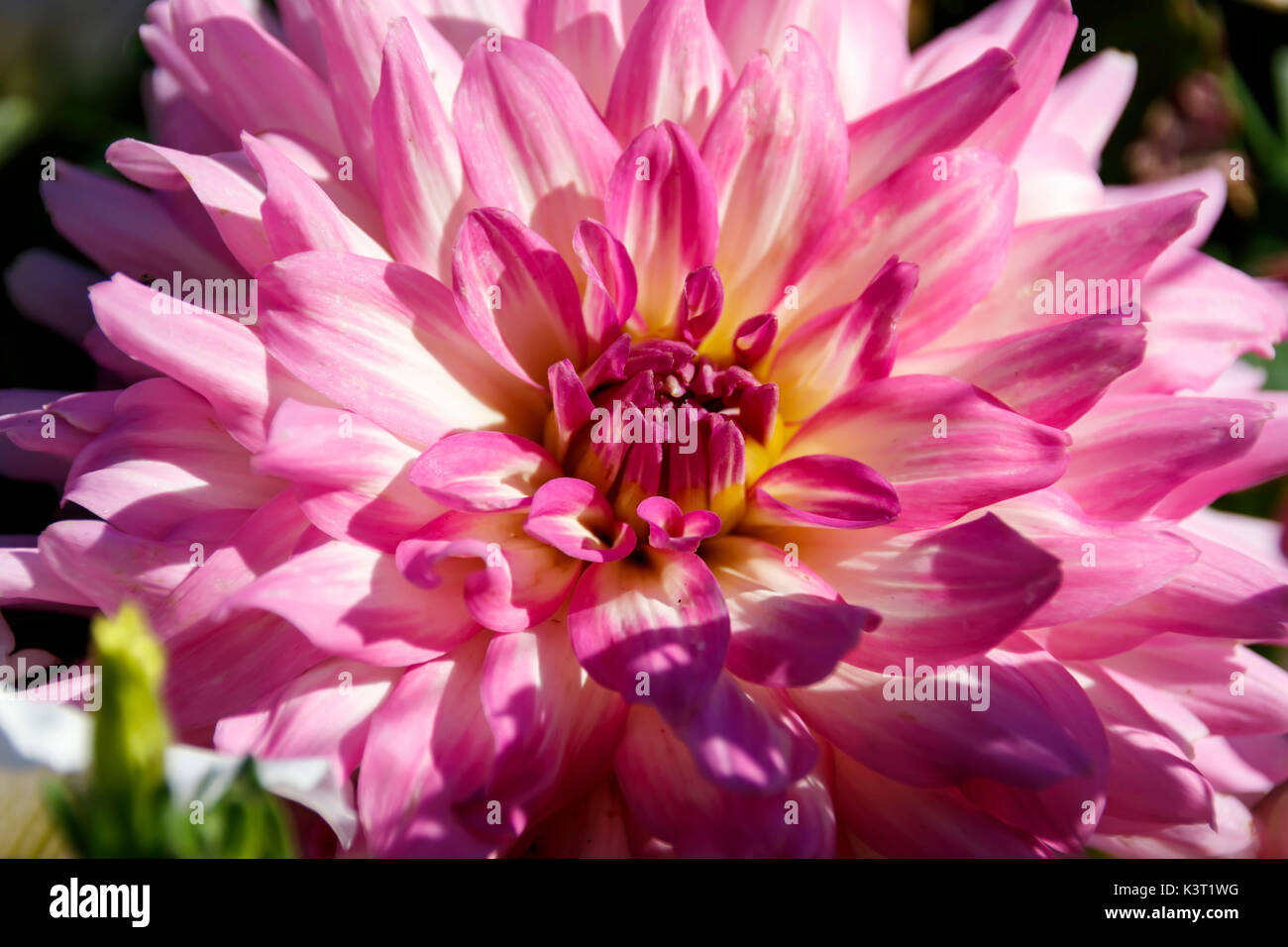 Large flower of pink dahlia close-up Stock Photo