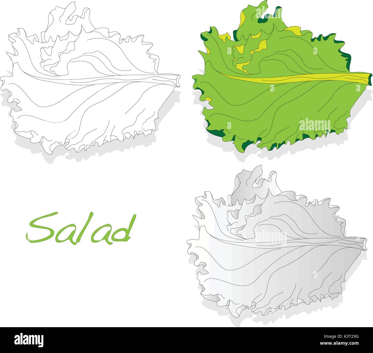 fresh green lettuce salad leaves isolated Stock Vector Image & Art - Alamy