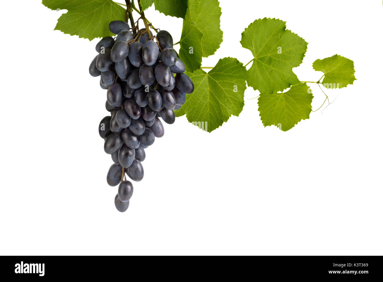 a bunch of blue grapes on a branch Stock Photo