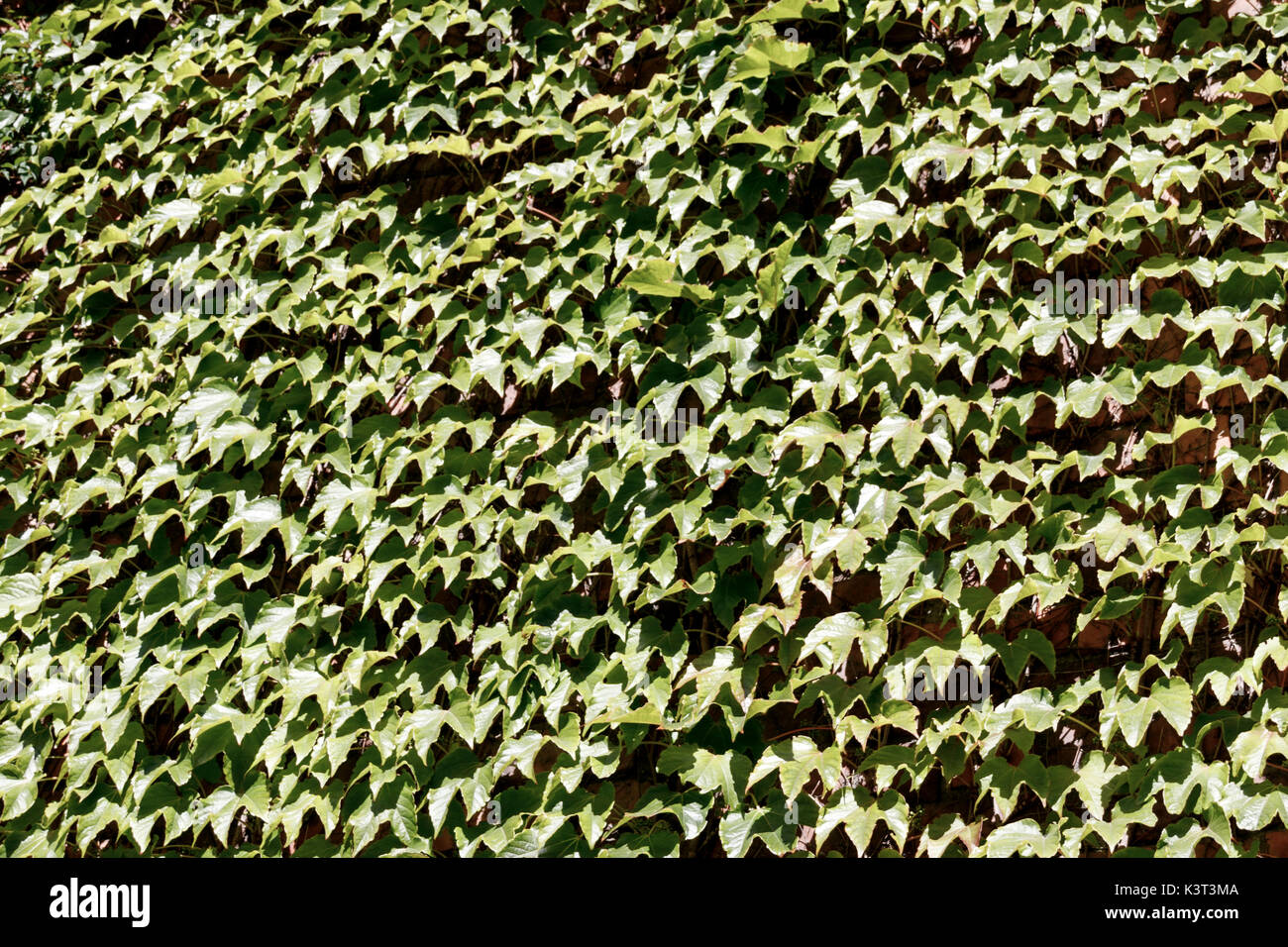 Textural background of green leaves Stock Photo