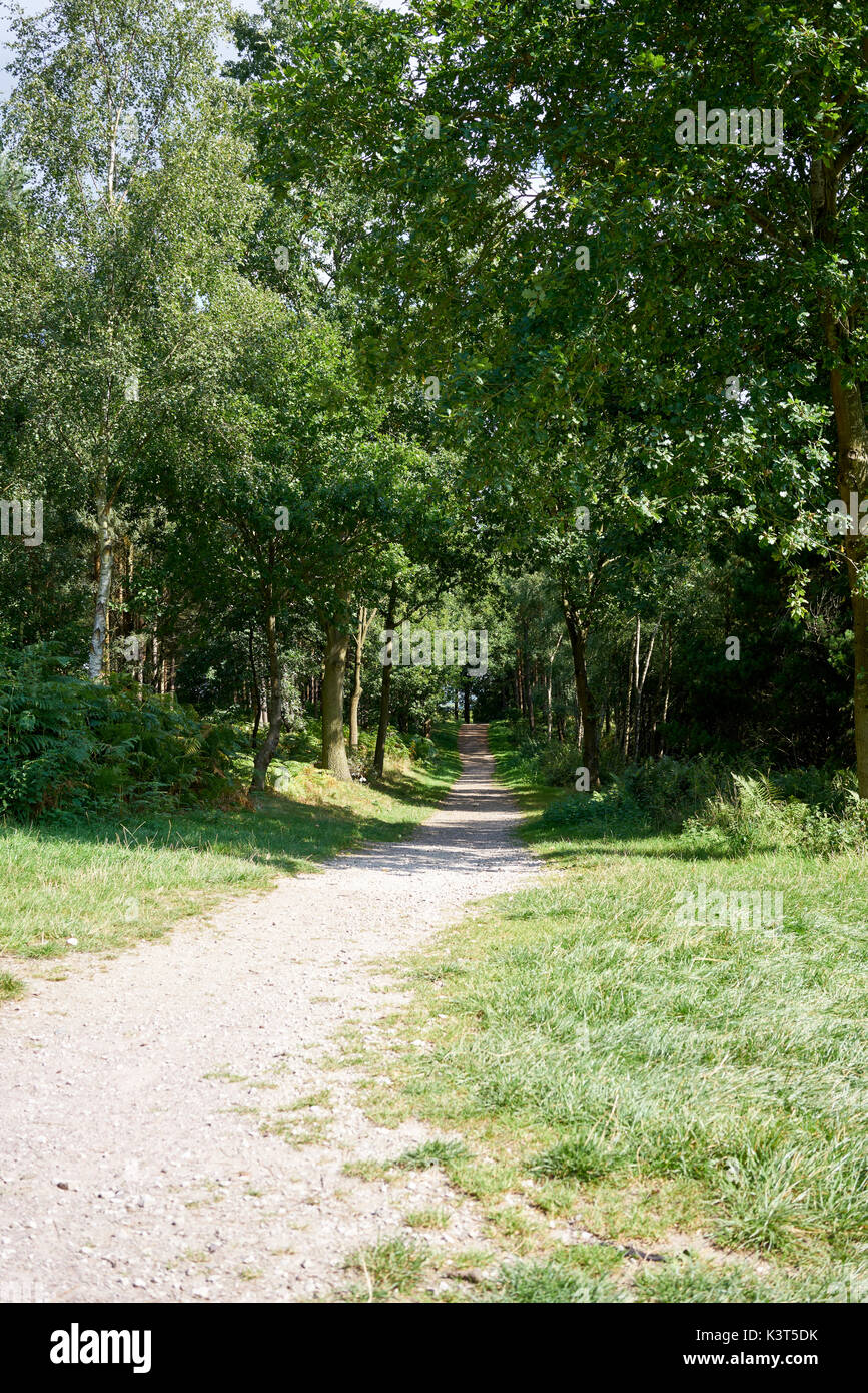 Green path / trail at Cannock Chase on a sunny day Stock Photo