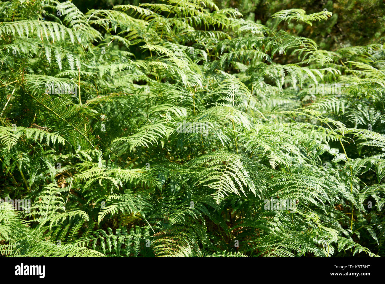 Green Bracken fern (Pteridium aquilinum) at Cannock Chase Stock Photo