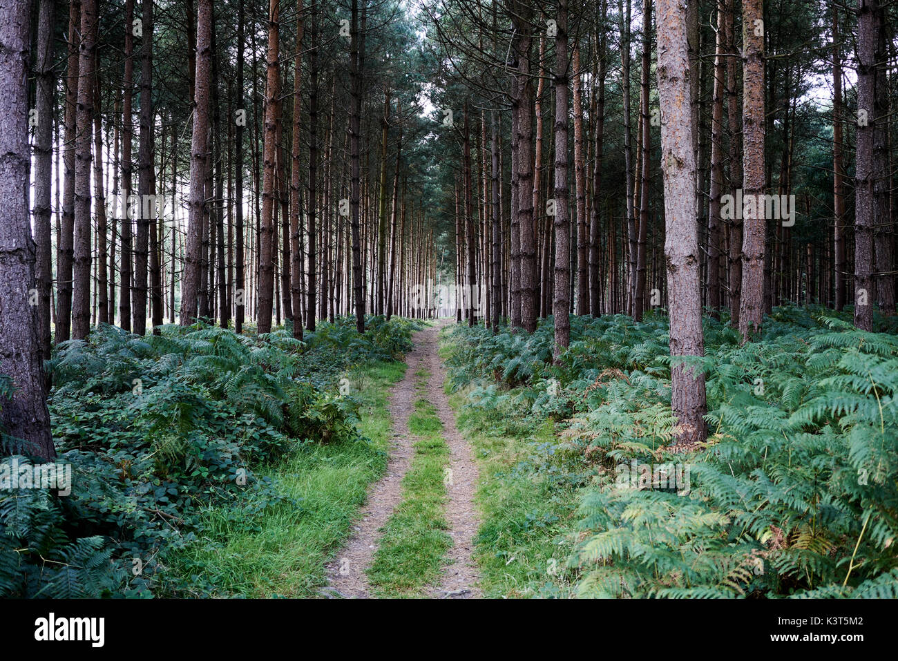Green path / trail at Cannock Chase on a sunny day Stock Photo