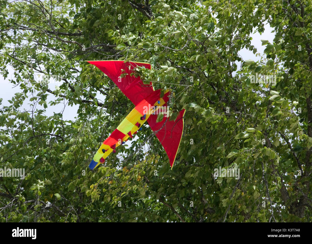 Two Rivers, Wisconsin, USA. 2nd September, 2017. Kite entangled in a tree. Even the expert kite fliers have an occasional mishap at the annual Kites Over Lake Michigan festival.  Credit: Jerome Wilson/Alamy Live News Stock Photo