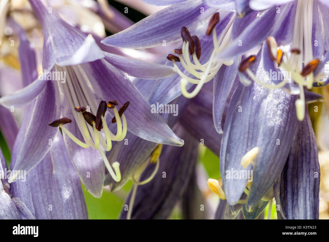 Blue hosta flower, Blue hostas, flowers, petals, close up Pistils Stamens Stock Photo