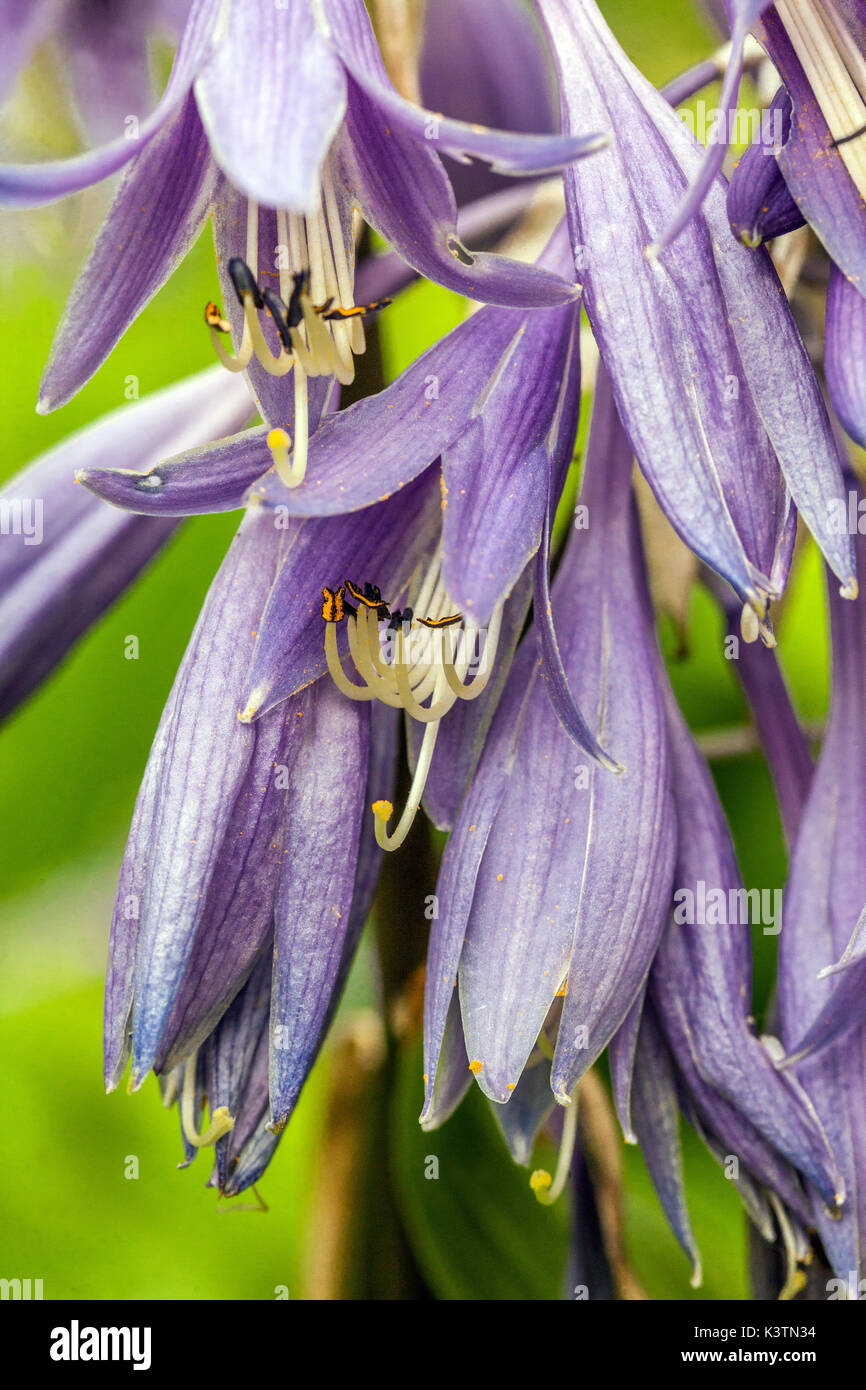 Blue hosta flower, Blue hostas flowers, petals, Plantain Lily flower Stock Photo