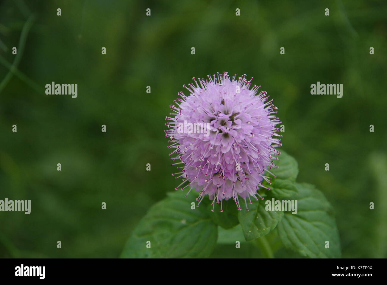 Mint flower Stock Photo