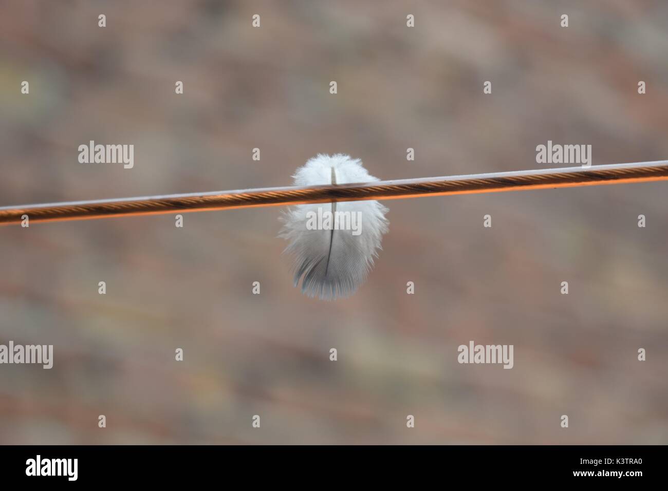 Pinion feather hires stock photography and images Alamy
