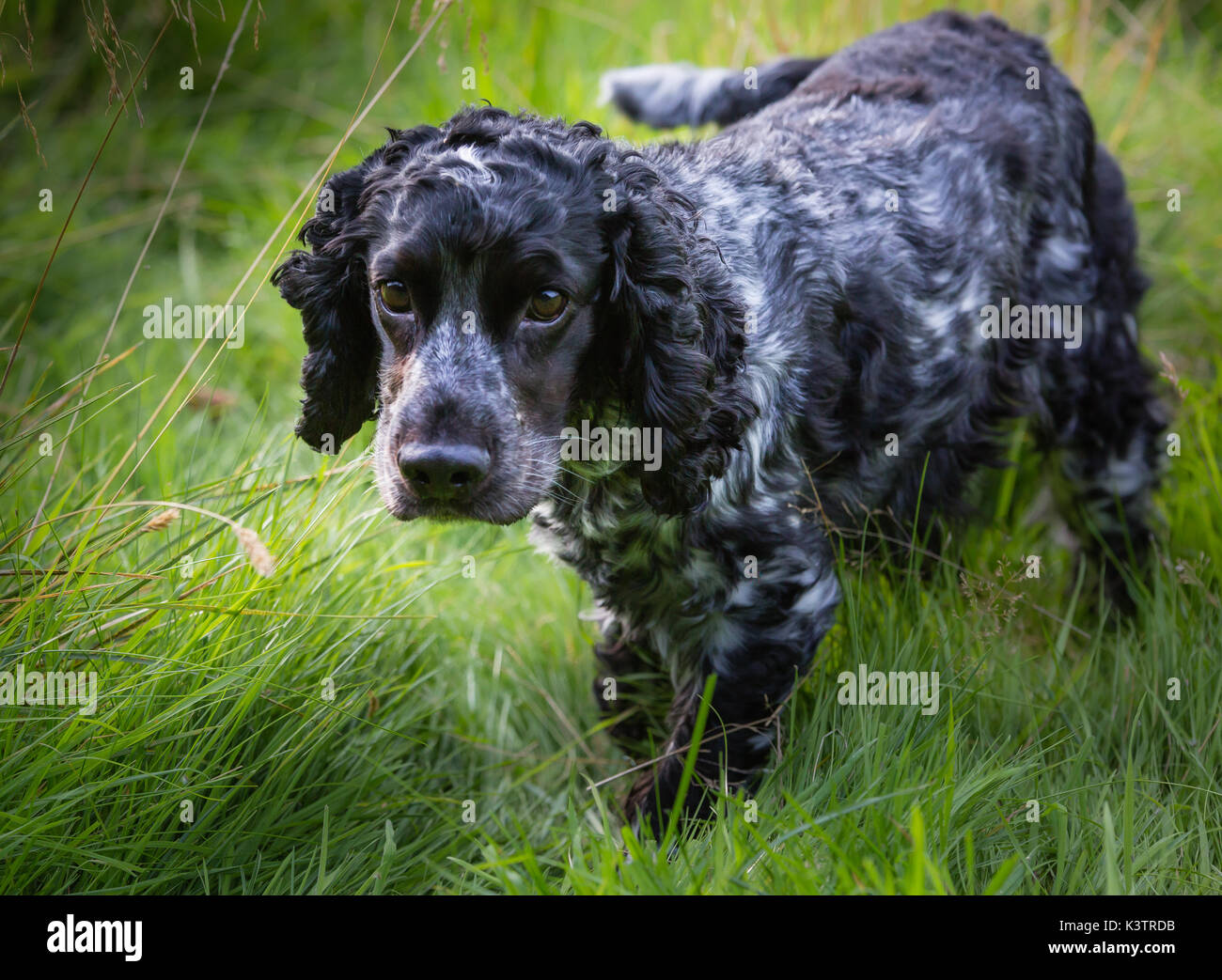 Show cocker spaniel hires stock photography and images Alamy