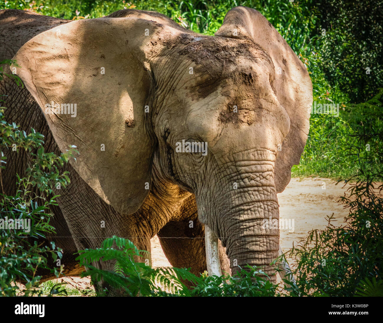 Elephant Asheboro Zoo Outdoor Enclosure Weathered Elephant Photo