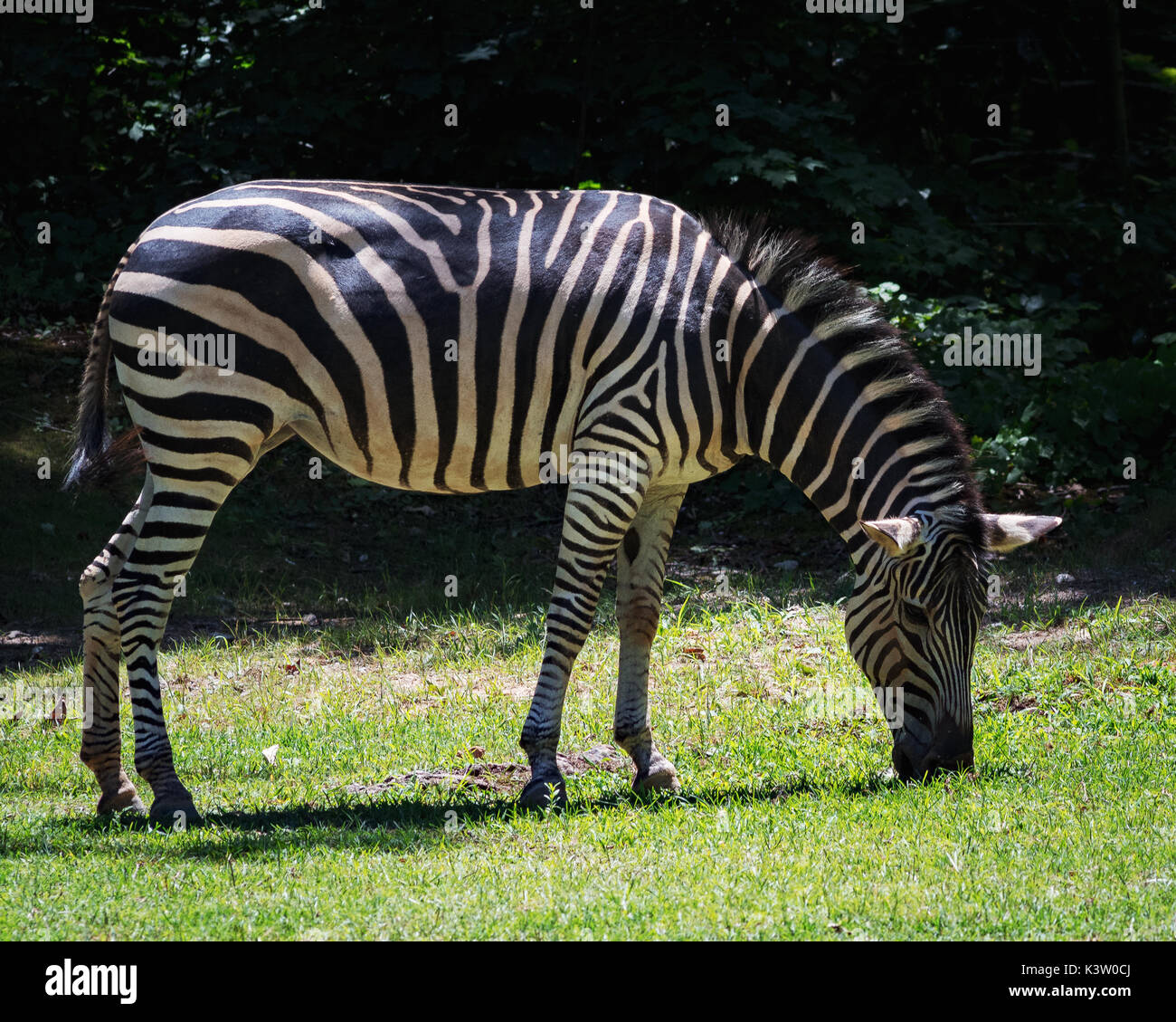 Zebra north carolina zoo hires stock photography and images Alamy