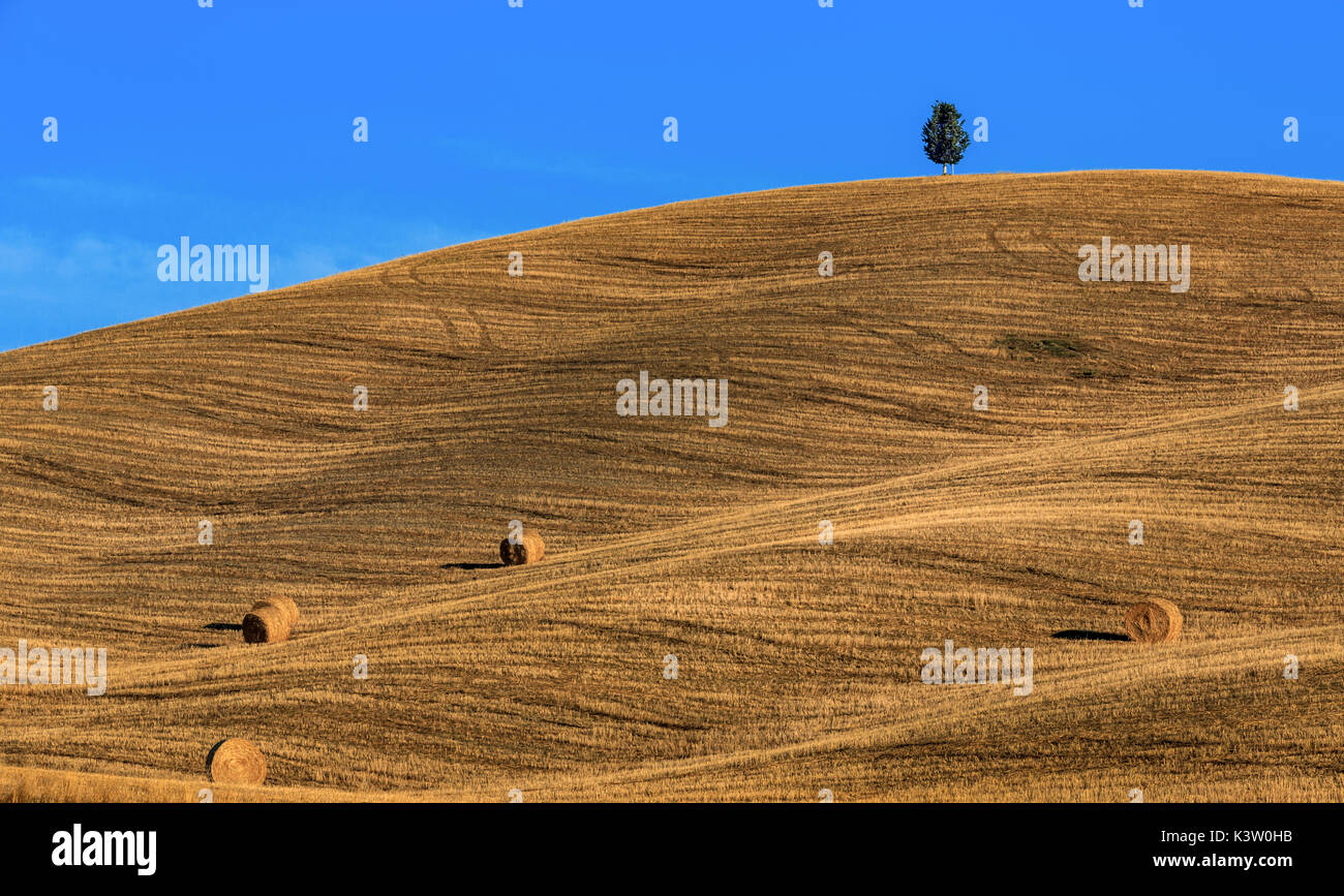A single tree on top of rolling hills, Val d'Orcia, Tuscany, Italy Stock Photo