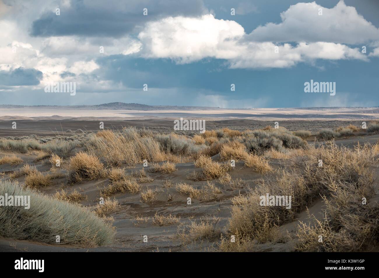 Rubber rabbitbrush shrubs grow in the dry lake bed of Fossil Lake in front of the Christmas Valley Sand Dunes and the Lost Forest February 21, 2017 near Christmas Valley, Oregon.   (photo by Greg Shine via Planetpix) Stock Photo