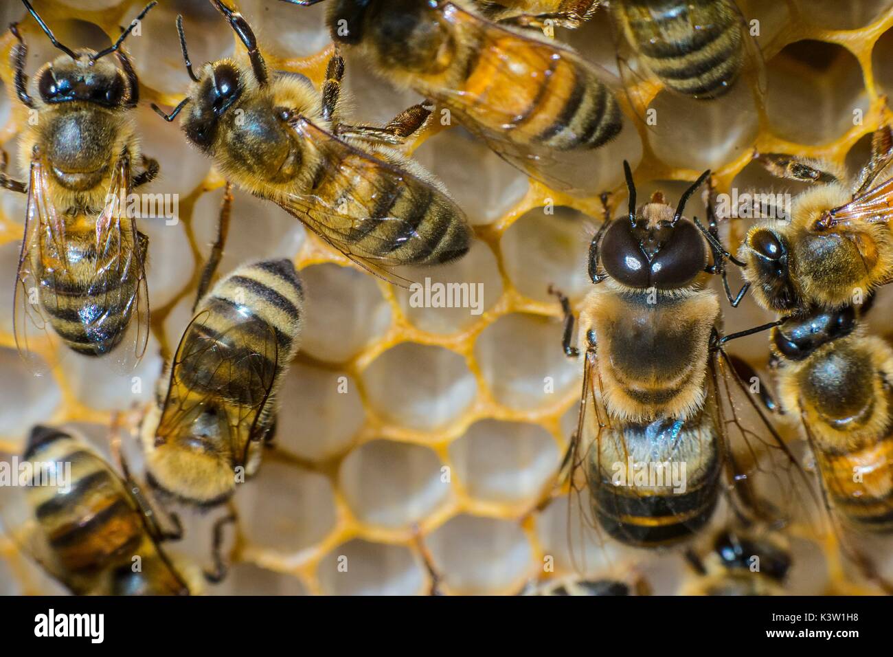Western honey bees swarm in a nest at the Roberson Farm