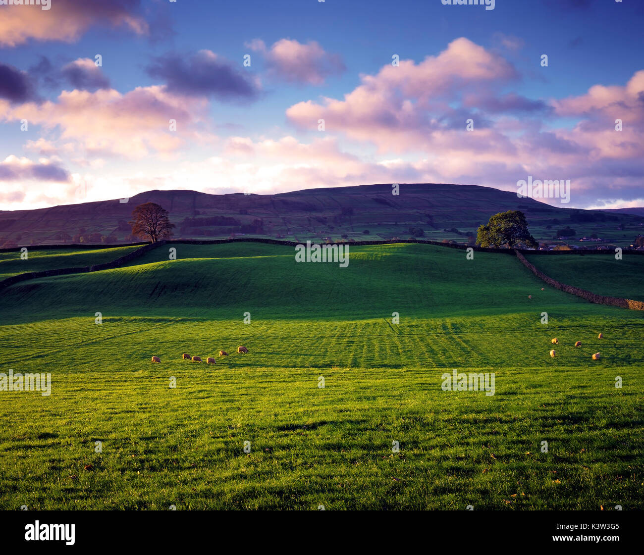 An early morning view of farmland near Hawes, Wensleydale, Yorkshire, UK Stock Photo
