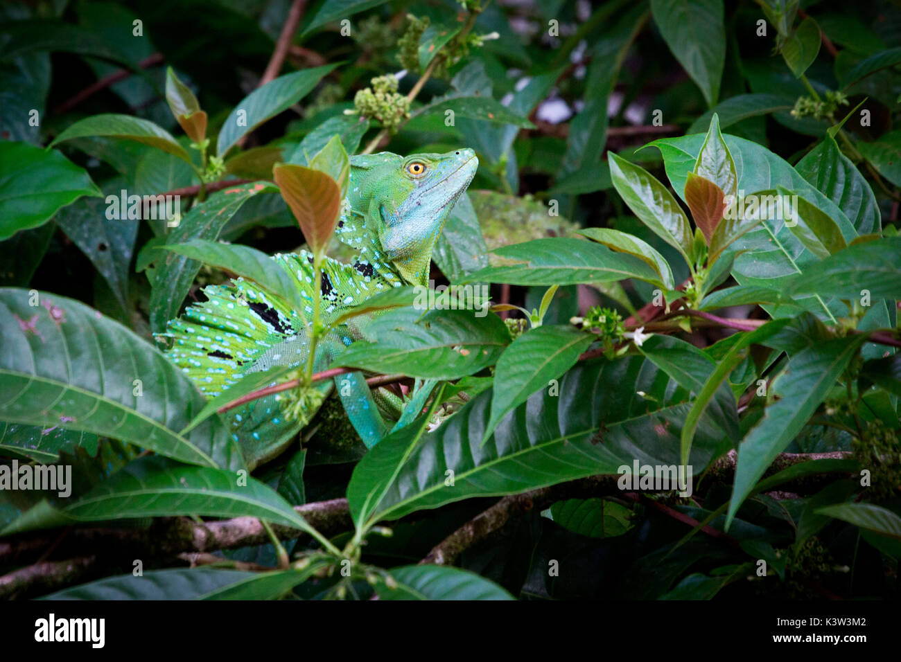 Costa Rica, Tortuguero National Park. Green Iguana Stock Photo