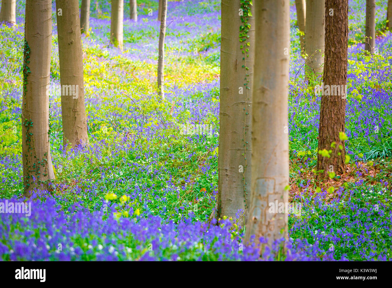 Hallerbos, beech forest in Belgium full of blue bells flowers. Stock Photo