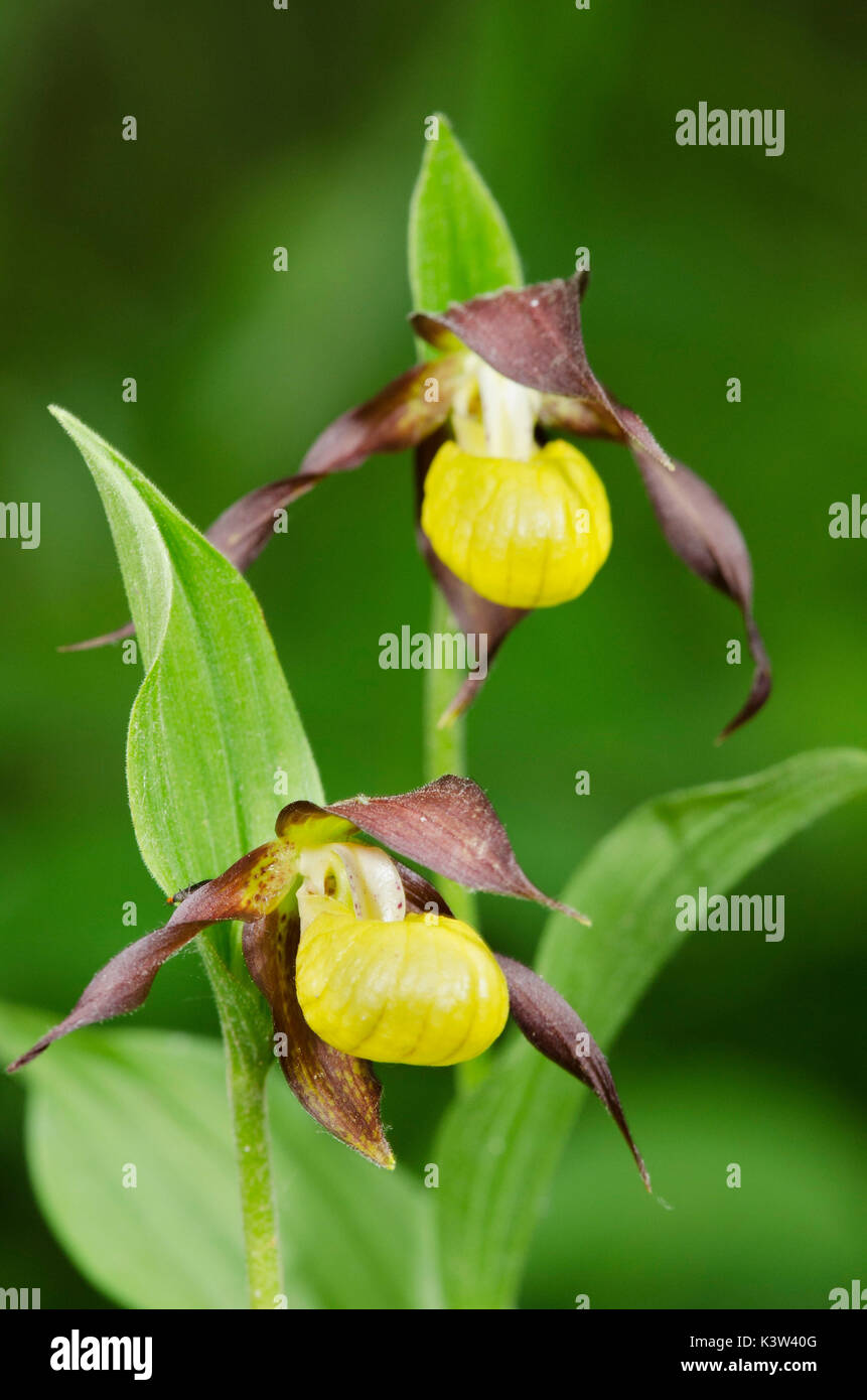 Wil orchid, Cypripedium calceolus Stock Photo