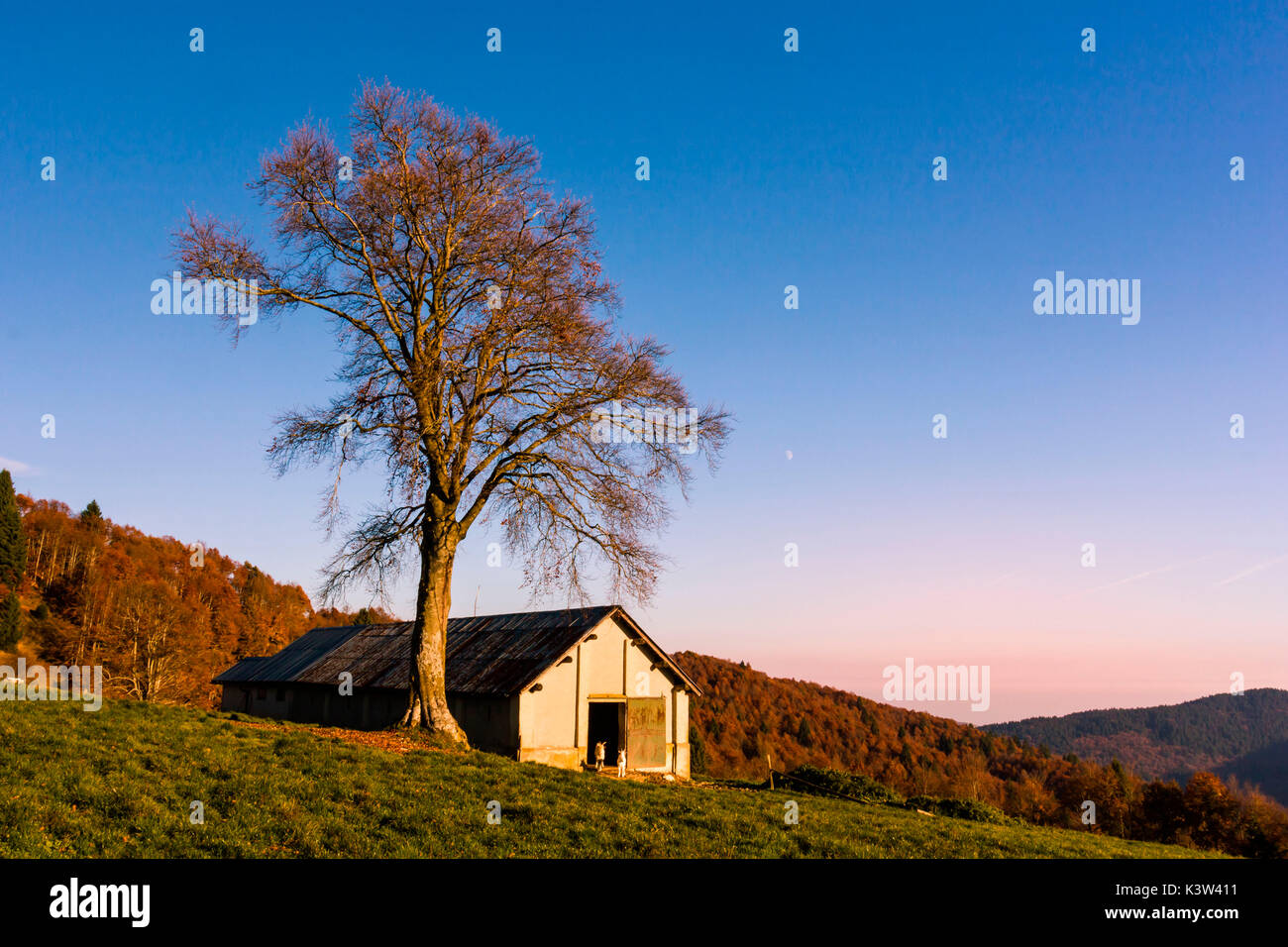 Forbice Valley, Altopiano of Asiago, Province of Vicenza, Veneto, Italy. Large beech tree near barn. Stock Photo