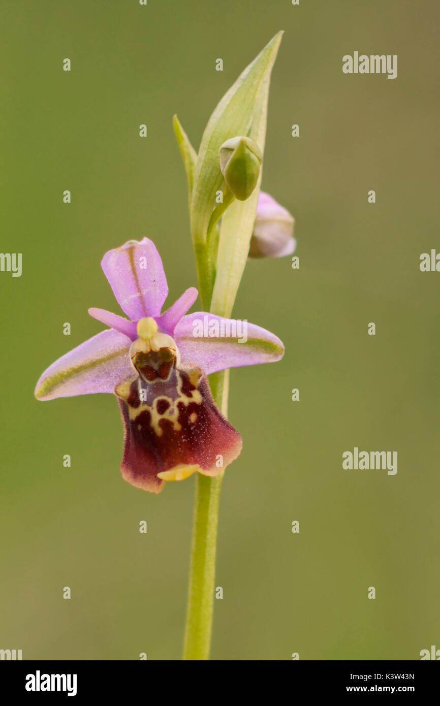 Ophrys holosericea subsp. dinarica, Ubaye, Alpes de Haute-Provence, France Stock Photo