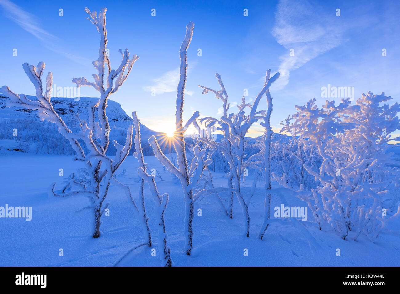 Last sun on frost plants. Riskgransen, Norbottens Ian, Lapland, Sweden,Europe Stock Photo