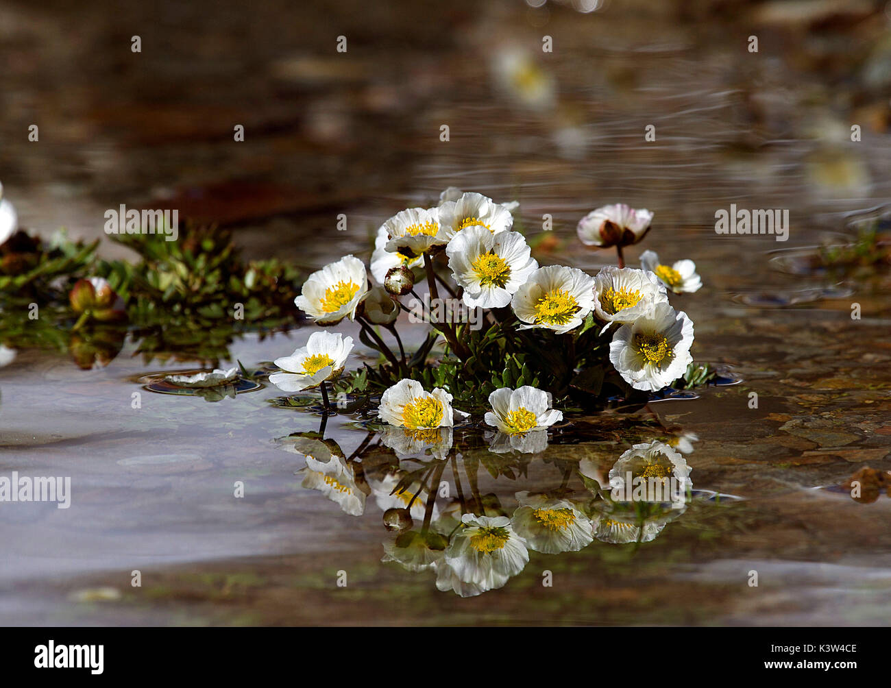 Italy ranunculus glacialis hires stock photography and images Alamy