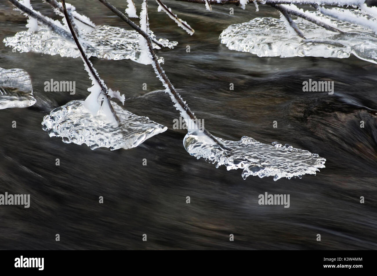 Europe, Italy, Lombardy, Brescia district, Vezza d'Oglio village. Iced branches on flowing water. Stock Photo