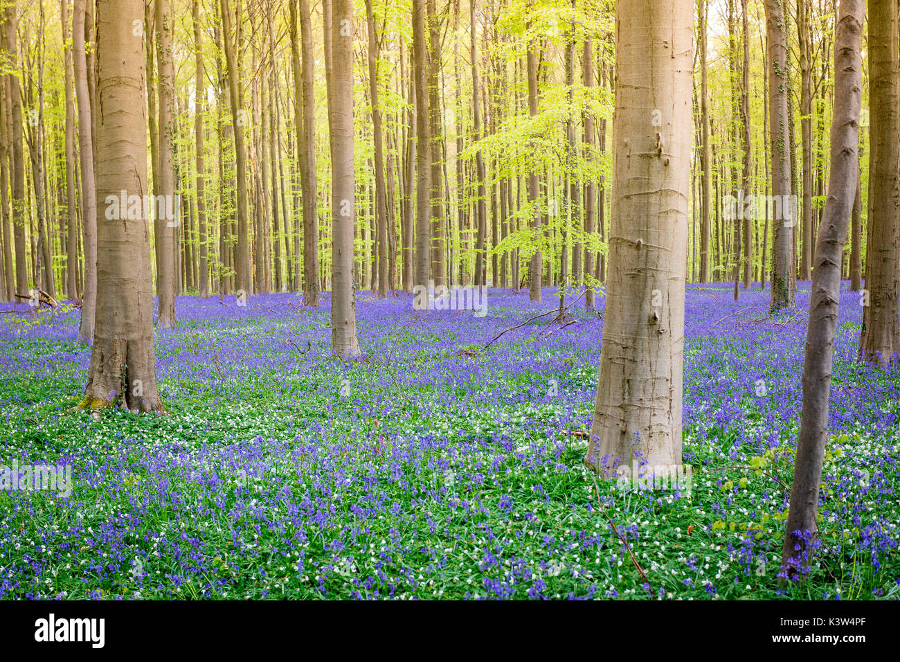 Hallerbos, beech forest in Belgium full of blue bells flowers. Stock Photo