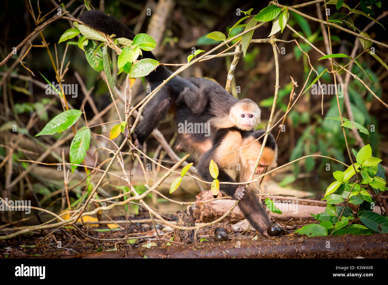 Tortuguero National Park, Costa Rica, Capuchin white faced Monkeys Stock Photo