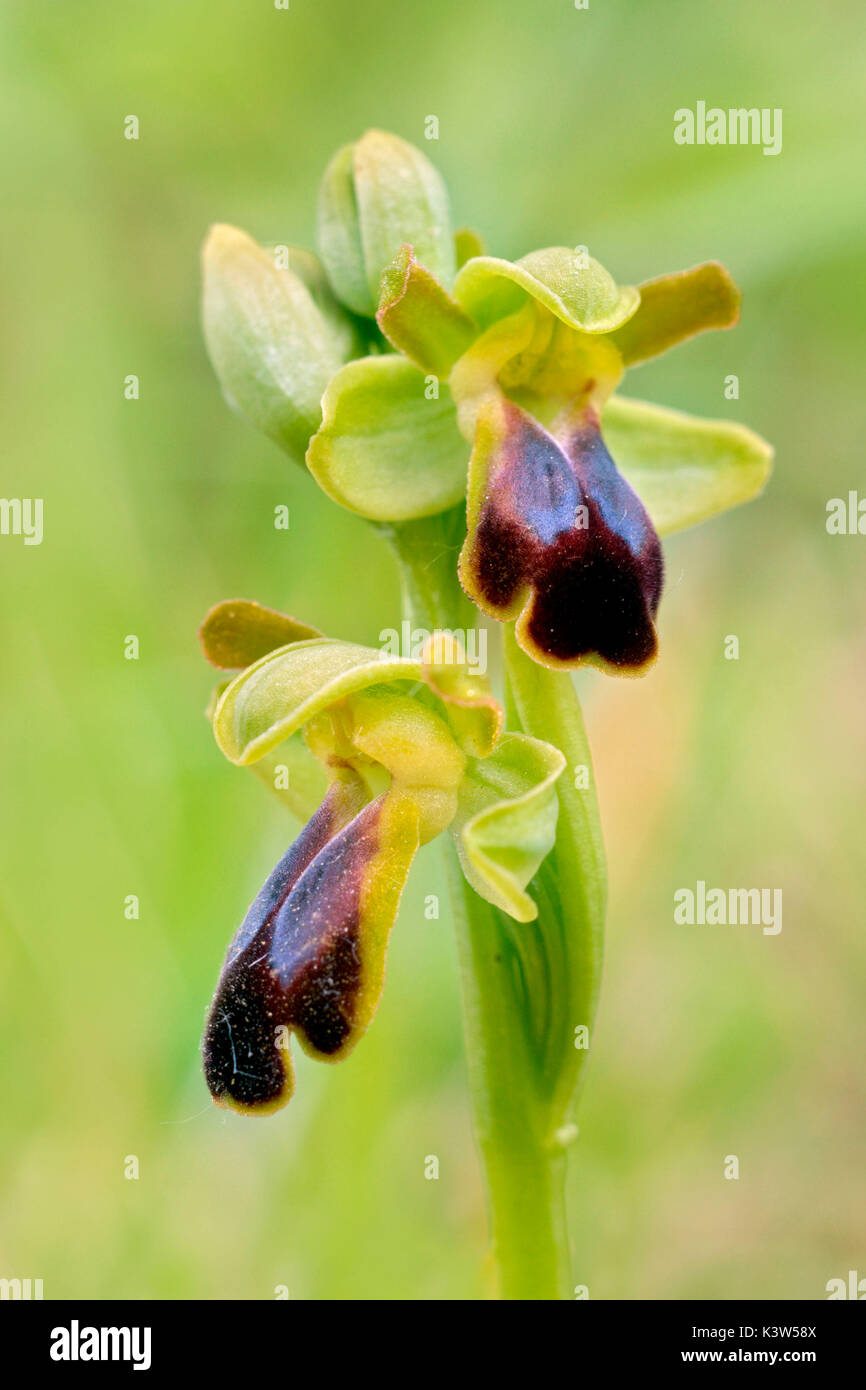 Ophrys fusca, Piedmont, Italy Stock Photo Alamy