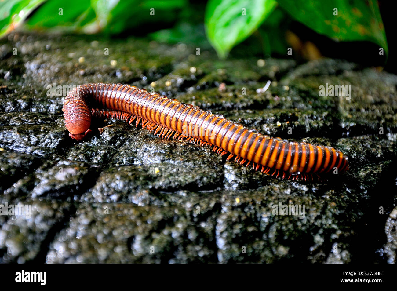 A millipede from Thailand characteristic color and flamboyant, as well as make it fascinating, it also indicates the venom Stock Photo