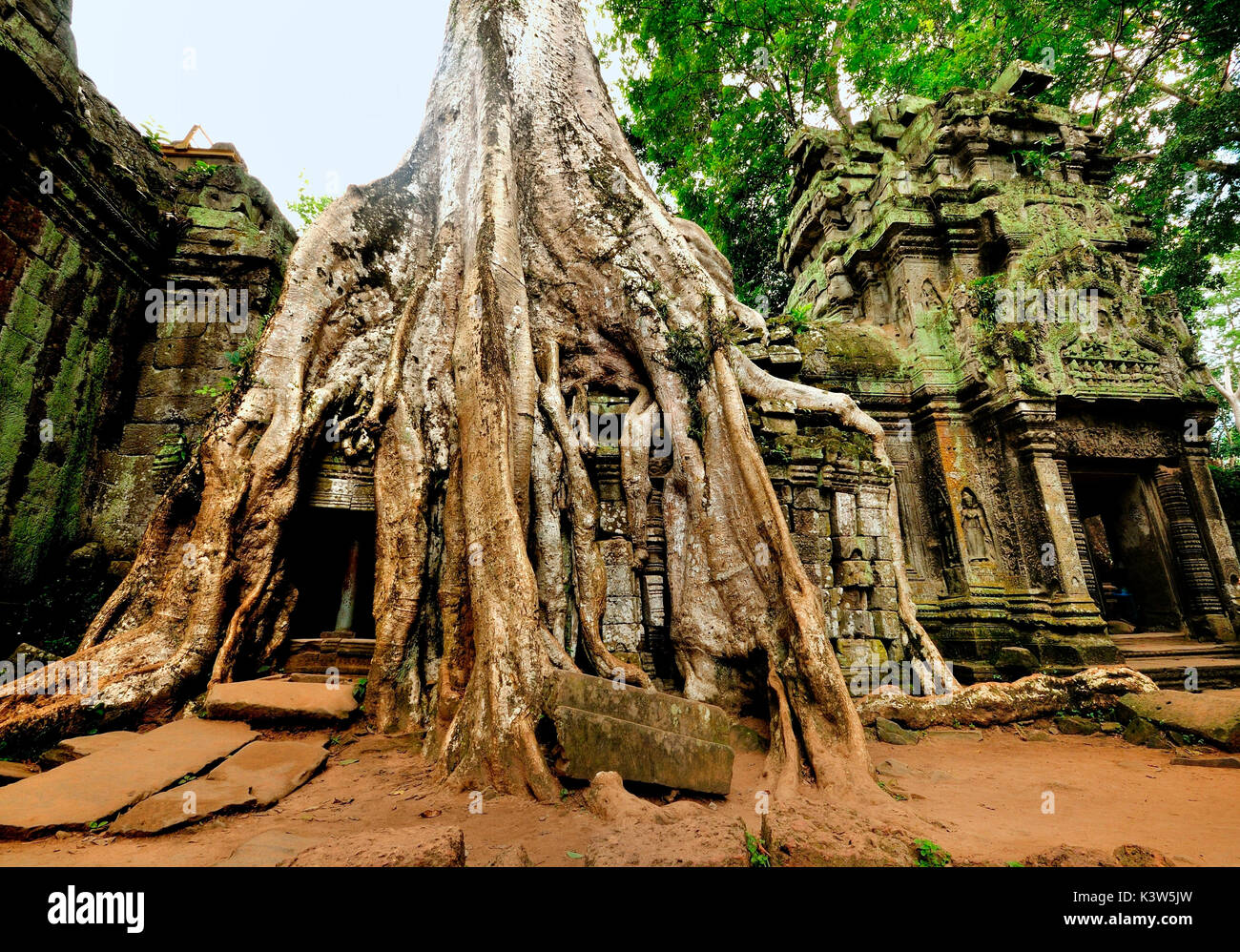 Roots typical of the forest that have taken possession of the famous temples of Angkor. Siem Reap,Cambodia Stock Photo