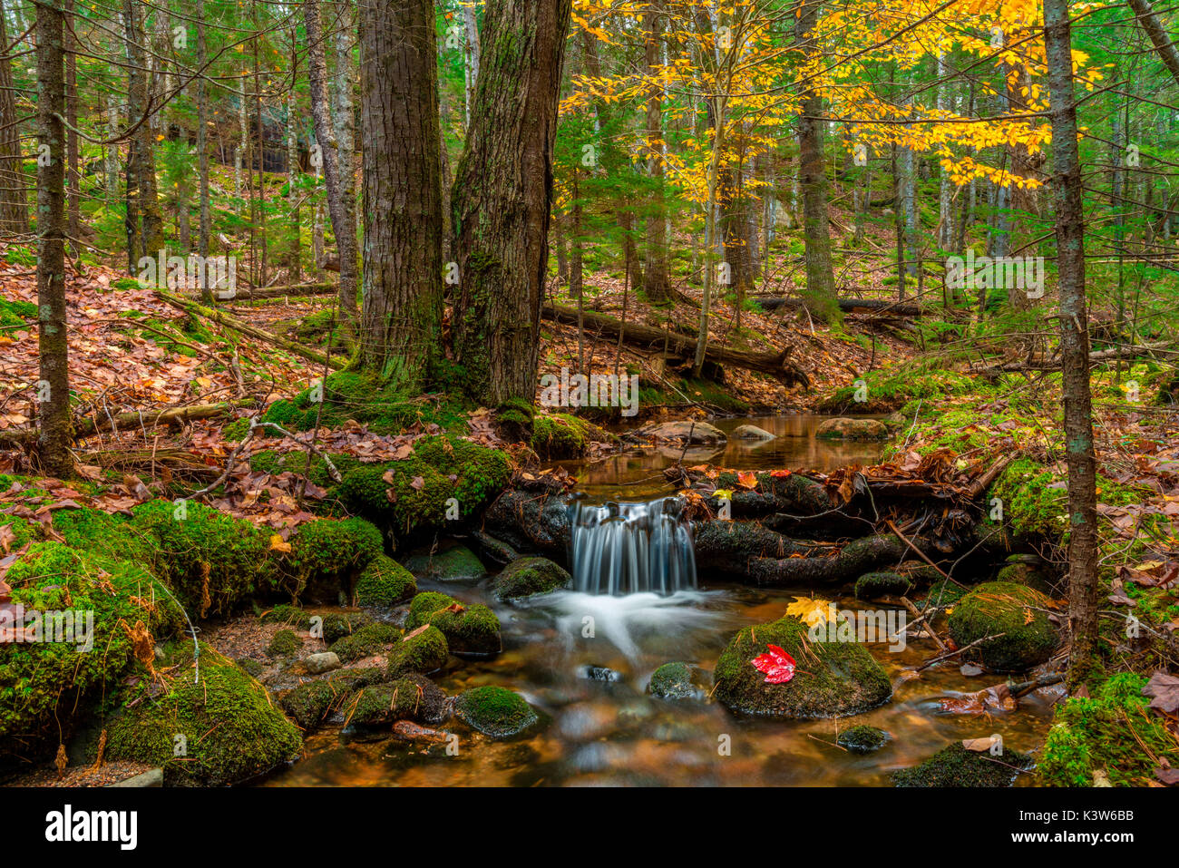 Unnamed creek, Acadia National Park, Maine, U.S.A. Stock Photo