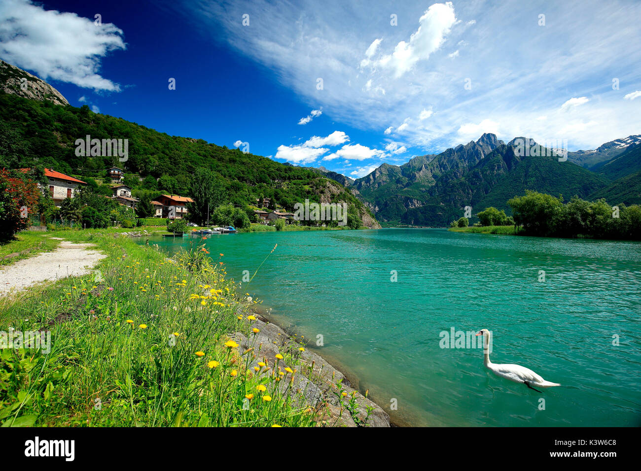 A swan in Lake Dascio, Sorico, Como province, Lombardy, Italy Stock Photo