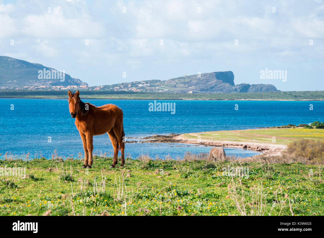 Horse, Asinara Nationaal Park, Porto Torres, Sassari province, sardinia, italy, europe. Stock Photo