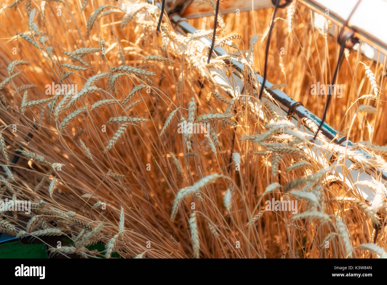 Italy, Trentino Alto Adige, Val di Non, wheat harvest in Non Valley. Stock Photo