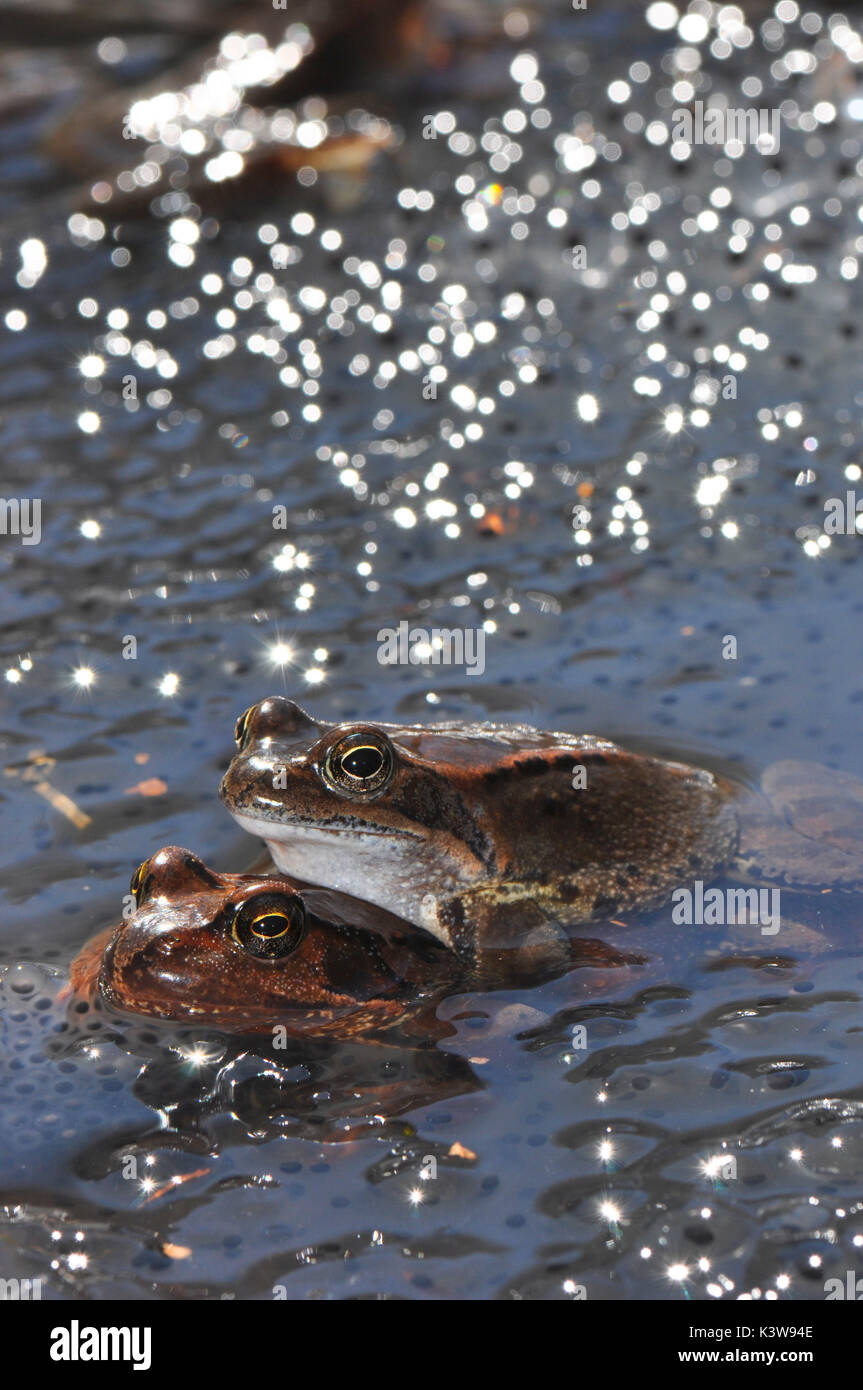 Common frog during the coupling moment on the bed of eggs Stock Photo