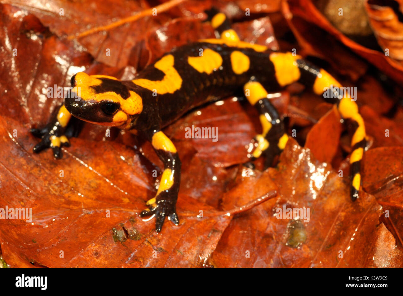 Specimen of Fire salamander, Salamandra salamandra Stock Photo Alamy
