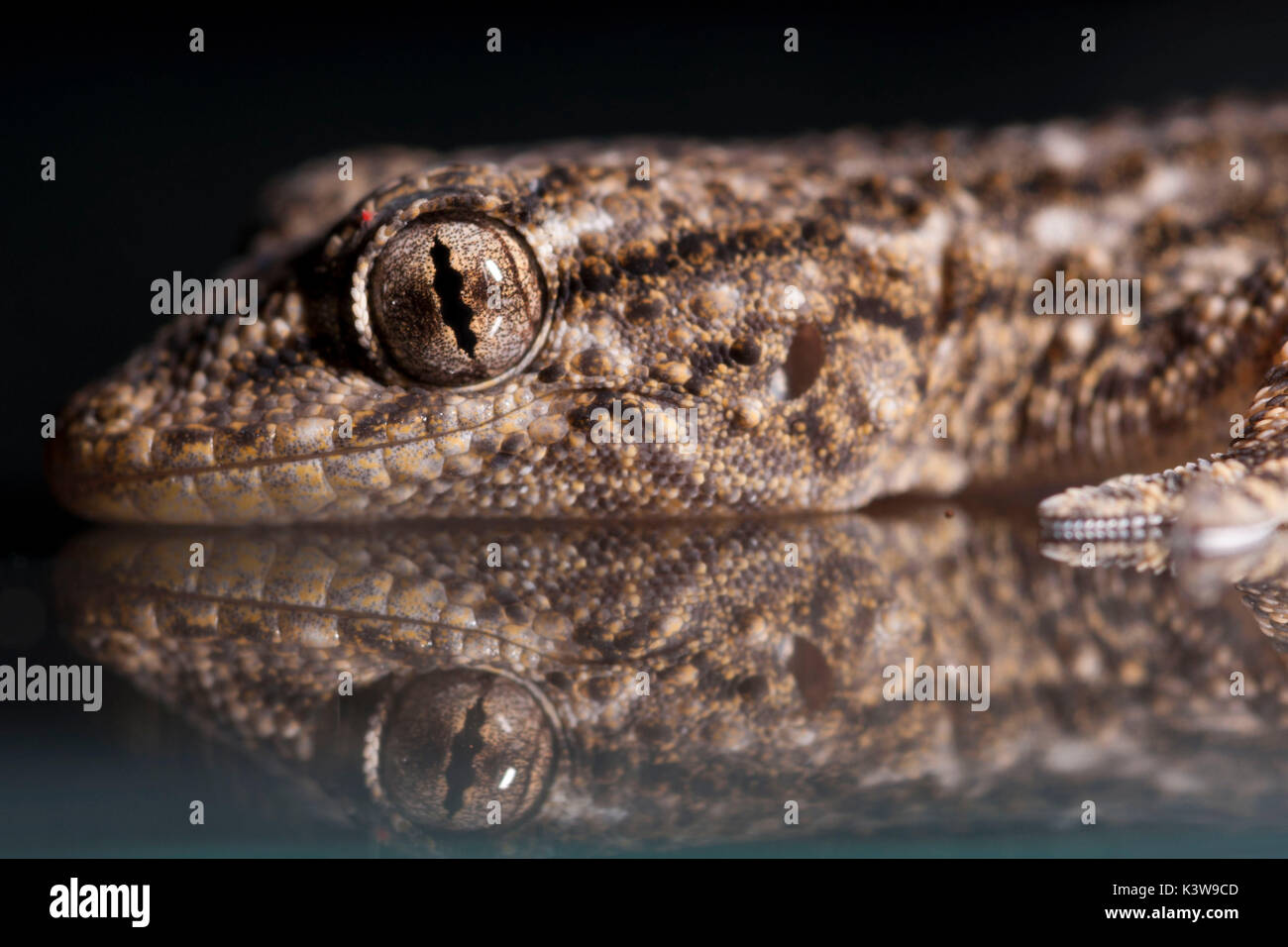 Specimen of common gecko hi-res stock photography and images - Alamy