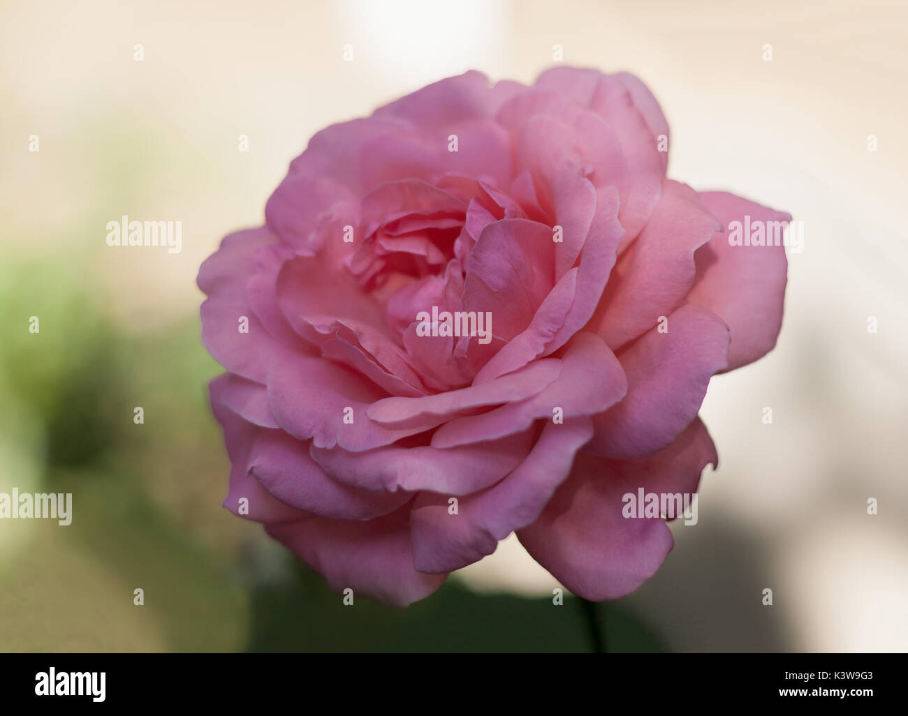 Rose beauty hi-res stock photography and images - Alamy