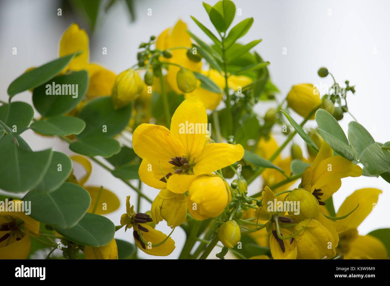Close up Yellow Flower of Thai copper pod or Cassod tree Stock Photo