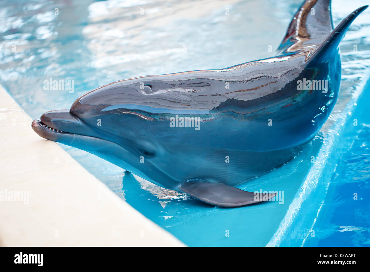 A young Dolphin is smiling and playing in the pool. Stock Photo