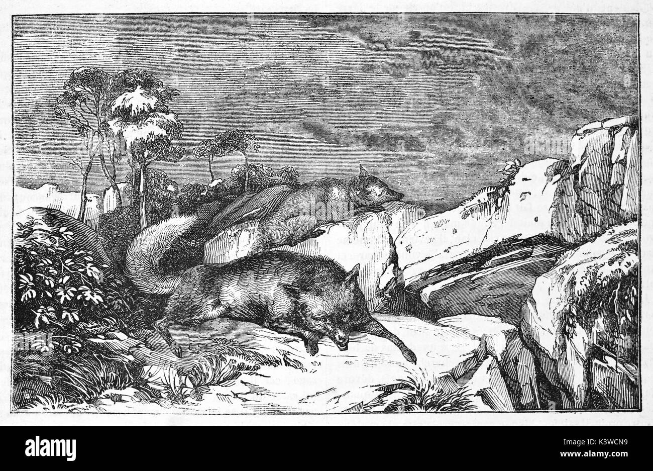 Old illustration of two foxes lying down on the rocks. By unidentified author, published on Magasin Pittoresque, Paris, 1841 Stock Photo