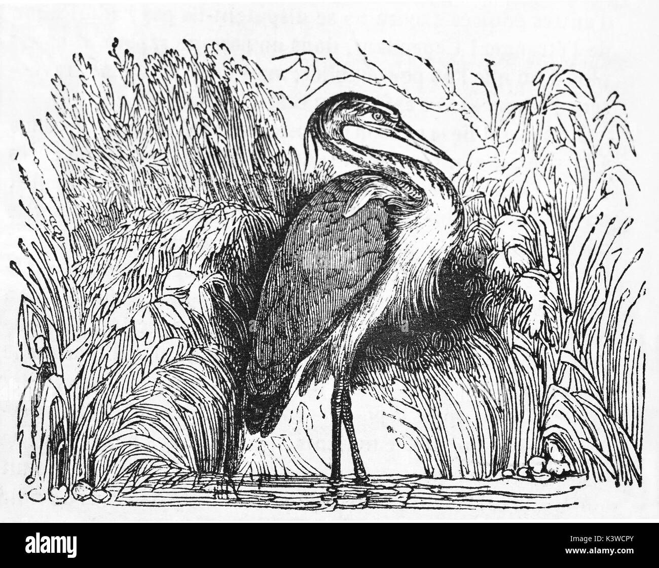 Old illustration of an Heron (Ardea cinerea). By unidentified author, published on Magasin Pittoresque, Paris, 1841 Stock Photo