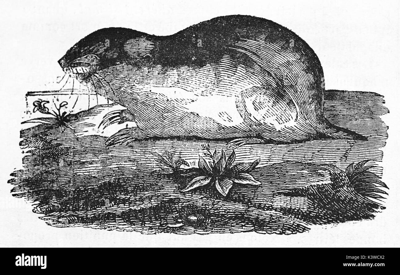 Old illustration of a Lemming (Lemmus lemmus). By unidentified author, published on Magasin Pittoresque, Paris, 1841 Stock Photo