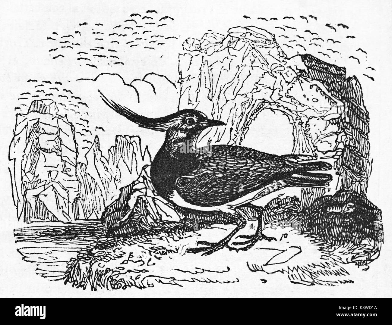 Old illustration of Northern Lapwing (Vanellus vanellus). By unidentified author, published on Magasin Pittoresque, Paris, 1841 Stock Photo