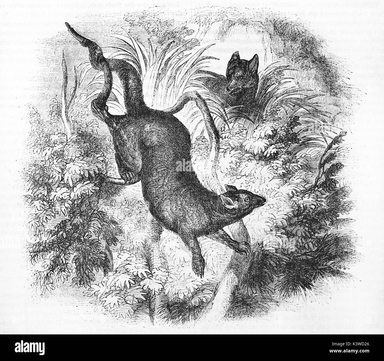 Old illustration of Phalanger fuligineux, marsupials of the family Phalangeridae. By unidentified author, published on Magasin Pittoresque, Paris, 1841 Stock Photo