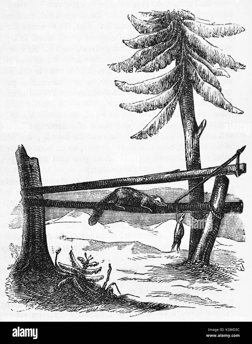Otter caught in hunter's trap being harassed by hunting dogs. Old 19th  century engraved illustration, El Mundo Ilustrado 1881 Stock Photo - Alamy