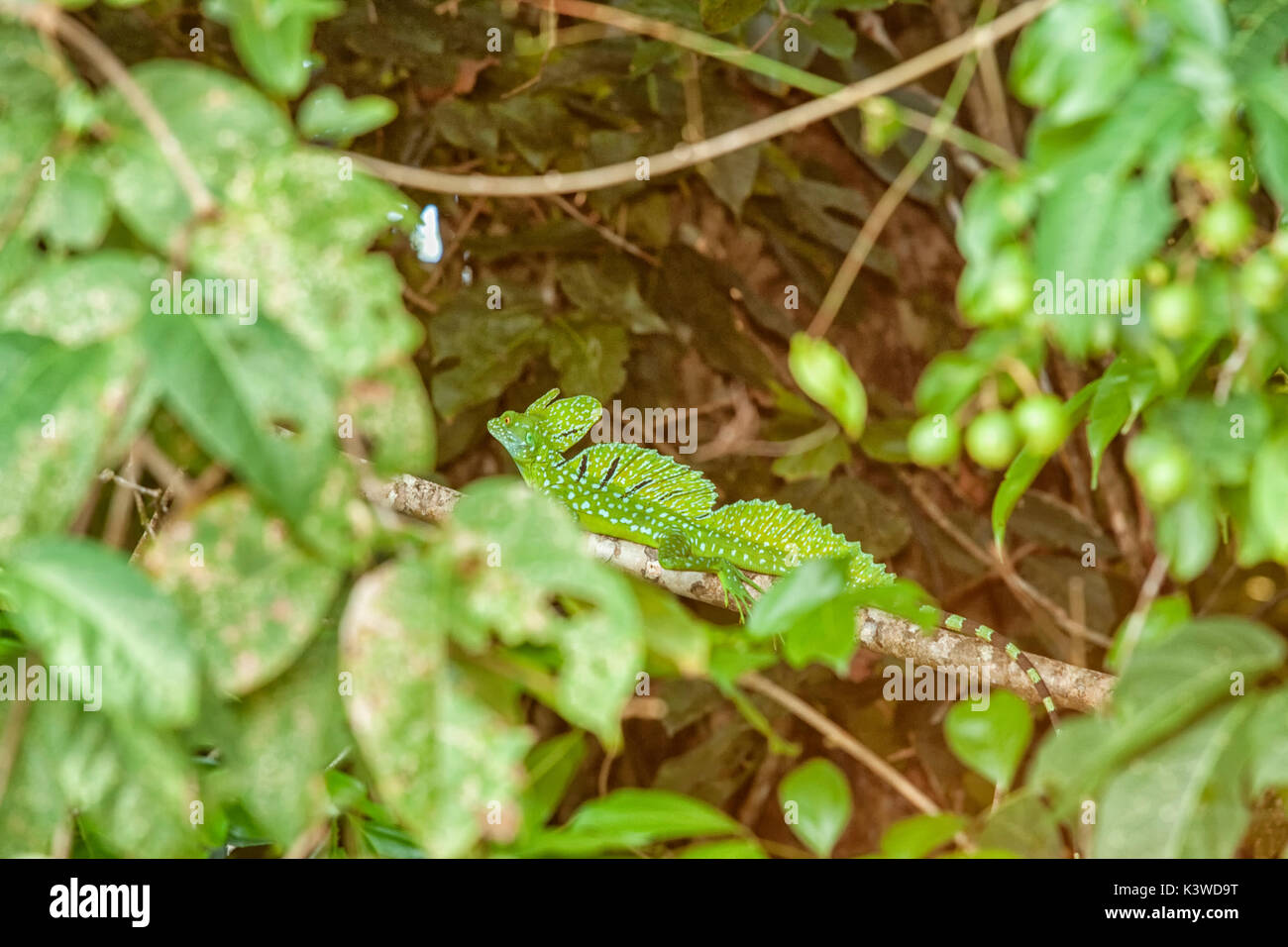 Green Basilisk in Tortuguero, Costa Rica. Also known as Jesus Christ