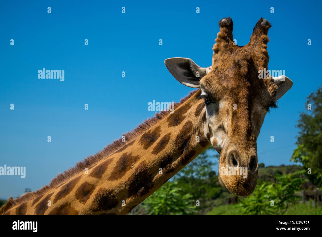 Animal (giraffe) foreground. Stock Photo